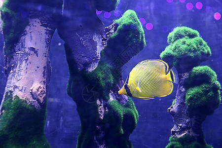 小鱼珊瑚和海星海底世界背景