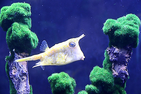 黄色海鱼海底世界 海星 海马背景