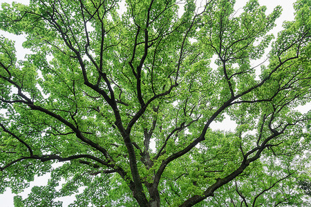 充满生命力枝繁叶茂的大树高清图片