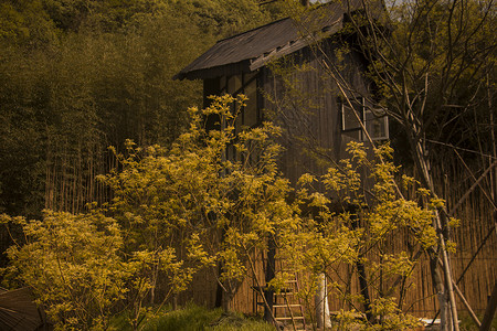 暖黄色的林中小楼高清图片