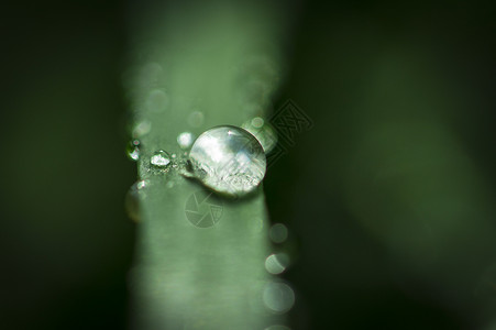 草螺纹水滴水滴晶莹背景