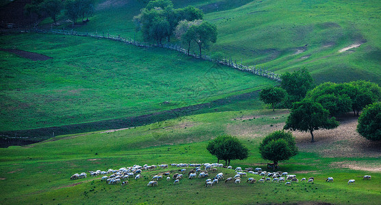 草原羊群背景图片