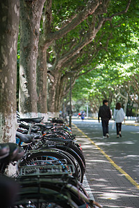 大学里的林荫道背景图片