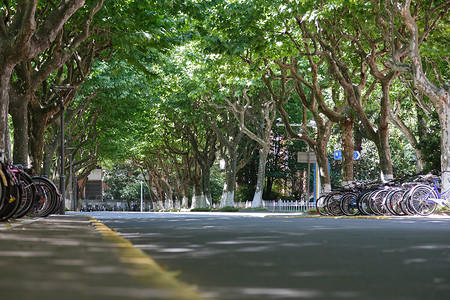 校园元素大学里的林荫道背景
