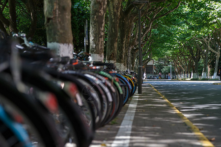 大学里的林荫道背景图片