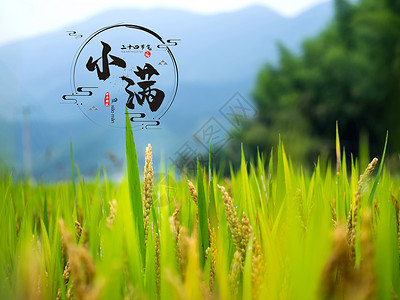 大米稻田二十四节气之小满设计图片
