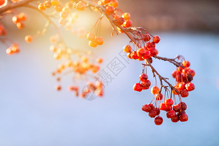 水樱桃甜蜜红果子背景