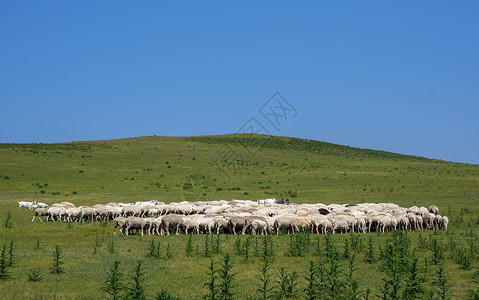 草原的羊群蓝色畜牧高清图片