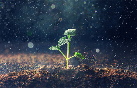 小绿芽雨天从土地里长出的嫩芽设计图片