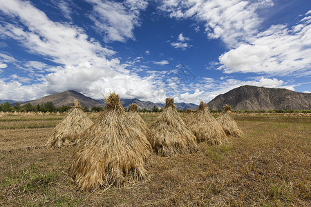 西藏青稞秋季收获草垛背景