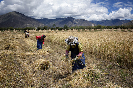 西藏青稞妇女在田野里收获背景