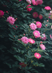 粉红蔷薇花盛开的蔷薇花背景