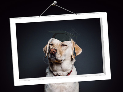 新年狗的照片学霸狗毕业啦设计图片