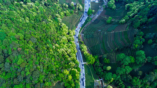 茶路航拍梅家坞绿色茶园背景