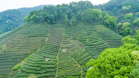 航拍梅家坞绿色茶园背景图片