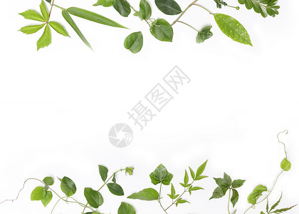 绿色剪纸风边框创意树叶造型背景