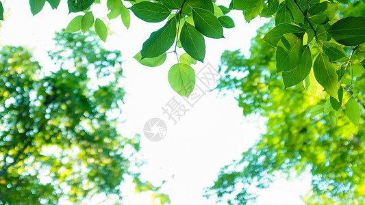 清新绿色树叶背景素材图片