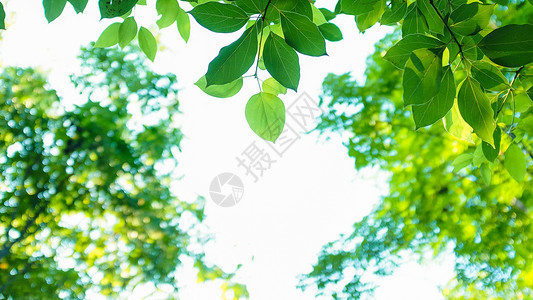 问春背景素材清新绿色树叶背景素材背景