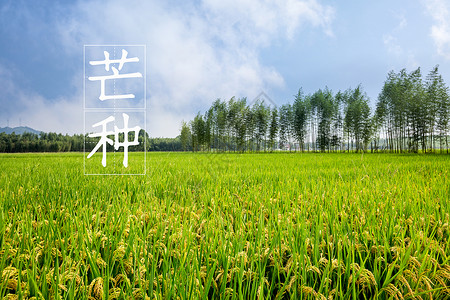 夏天田地二十四节气 芒种 海报设计图片