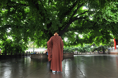 沉思背影古寺庙内佛教僧人在茂盛的树下沉思背景