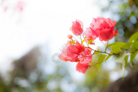 水彩花卉叶子逆光下叶子花背景