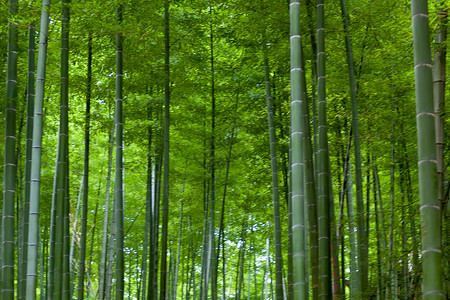 竹海竹林茂密的竹林高清图片