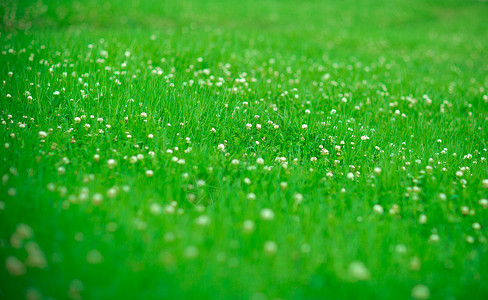 春天的草丛草原一偶高清图片