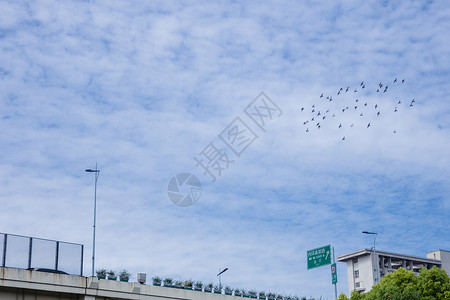 方形树标指示牌城市天空鸟儿成群飞翔背景