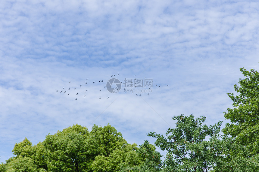 城市天空鸟儿成群飞翔图片