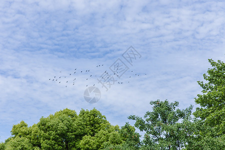 天空的鸟素材城市天空鸟儿成群飞翔背景