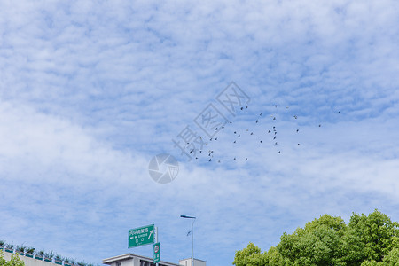 城市天空鸟儿成群飞翔图片