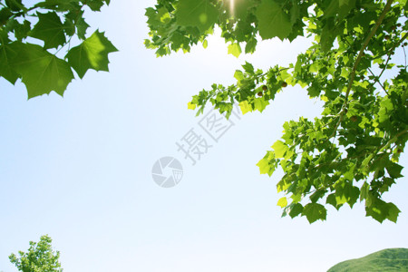 梧桐细雨满满的夏天的气息背景