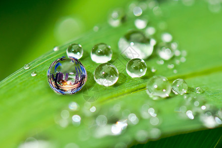 嫩芽与水珠水珠中的城市设计图片