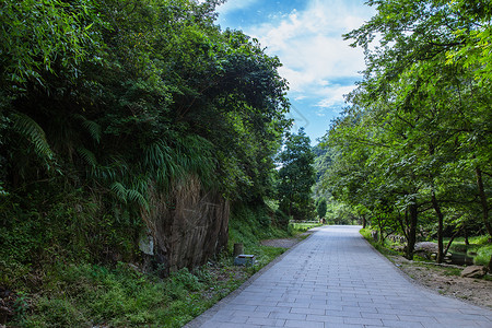 自然景区绿植公路图片