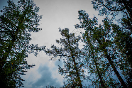 森林天空恐怖的云素材高清图片