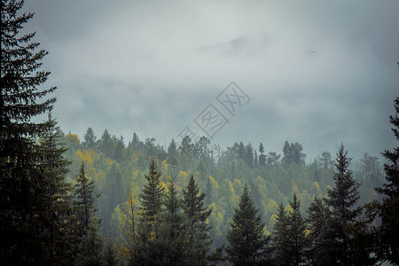 雨雾森林雨雾弥漫的天空背景