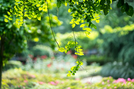 绿植物叶子绿色植物花草树木背景