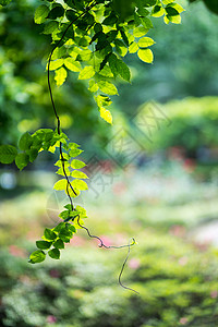 绿色植物花草树木高清图片