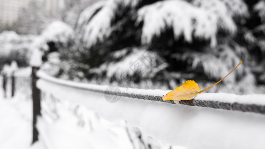 雪中公园银杏叶图片