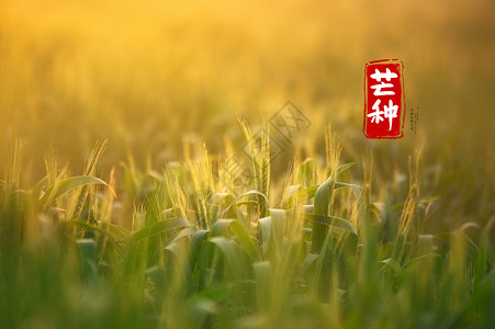芒种丰收稻田二十四节气之芒种设计图片
