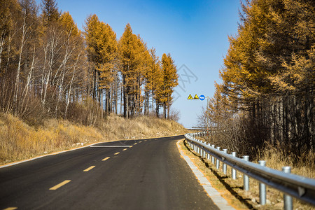 林中路秋天白桦树林中的公路背景