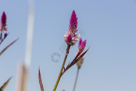 青葙子紫花青紫色高清图片