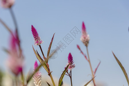 青葙子花卉青紫色高清图片