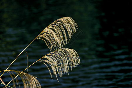 芦苇湖边湖边的芦苇背景