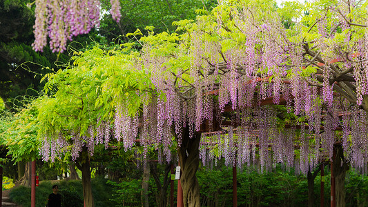 嘉定紫藤园背景图片
