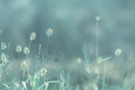 春天里的花草背景图片