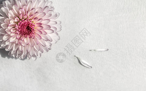 白色花卉花瓣淡淡的雏菊香背景
