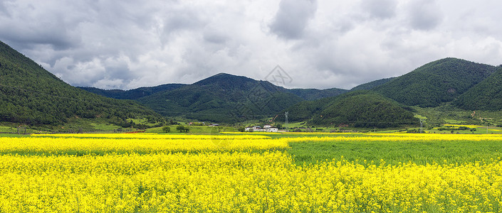 油菜花背景图片