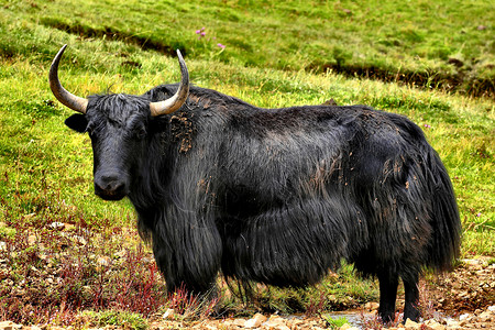 大型哺乳类动物牦牛背景