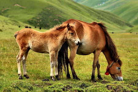 西藏牧场马背景